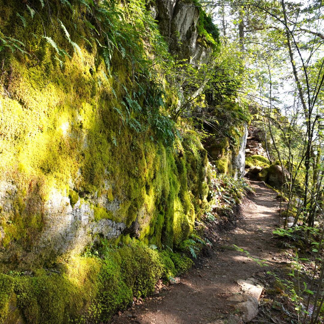 Moss Wall Glen Crag